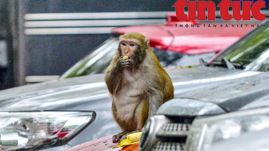 Truy bắt khỉ hoang quậy phá trong bãi đỗ xe Duy Tân (Hà Nội)
