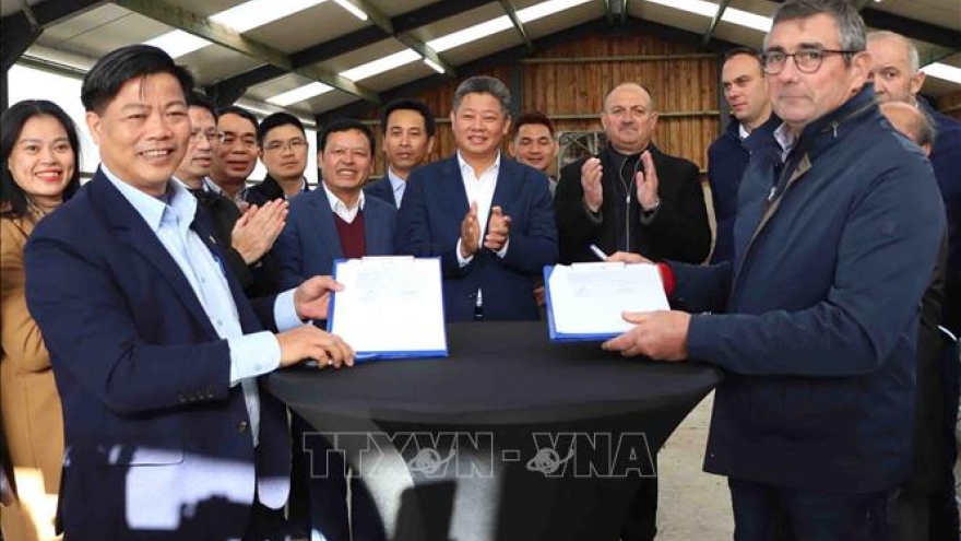 Hanoi boosts 3B cow raising co-operation with Wallonia region of Belgium 