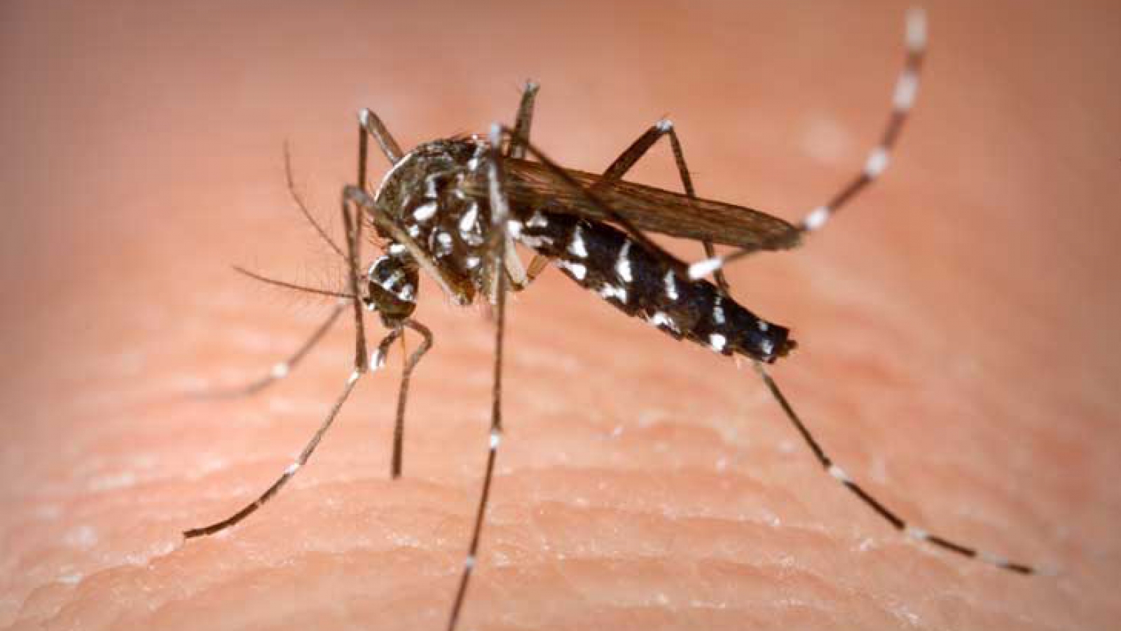 Dengue fever hotspots plague Hanoi