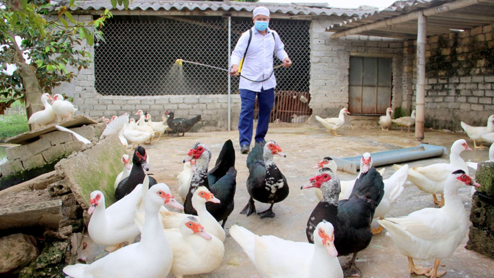 Bird flu recurs in central Vietnam 