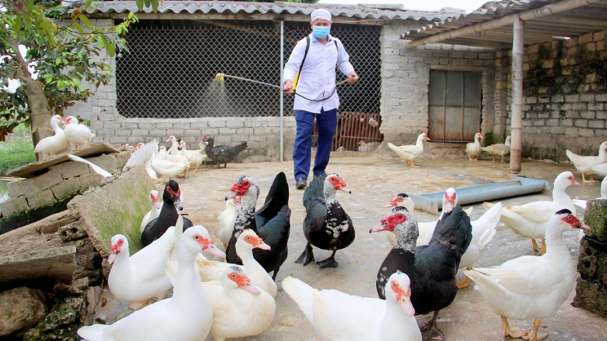 Bird flu recurs in central Vietnam 