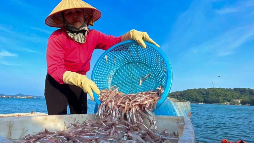 Ngư dân “hốt bạc” trong mùa cá cơm trên đảo