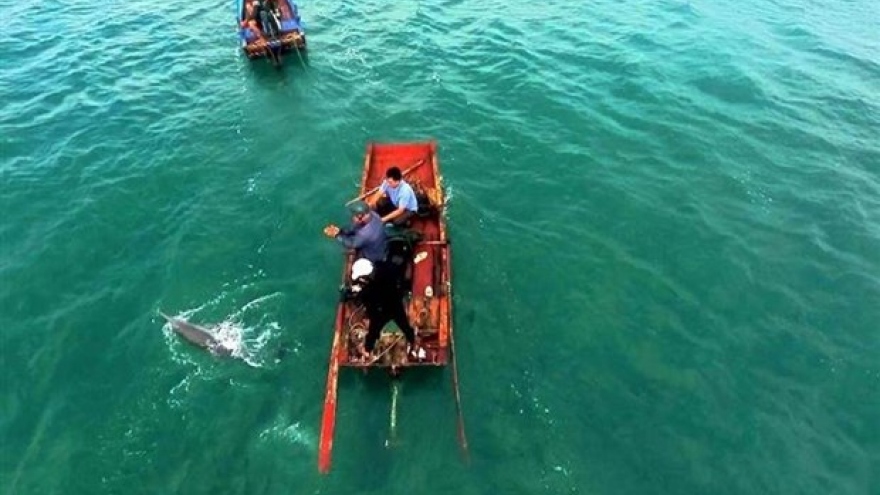 Quang Ninh: Stranded dolphin rescued in Co To