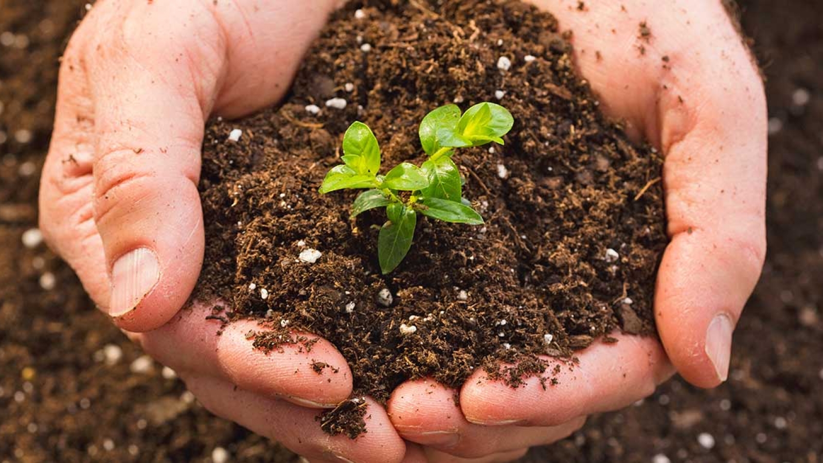 Ngành Nông nghiệp phấn đấu có 25% sản phẩm phân bón hữu cơ vào năm 2025