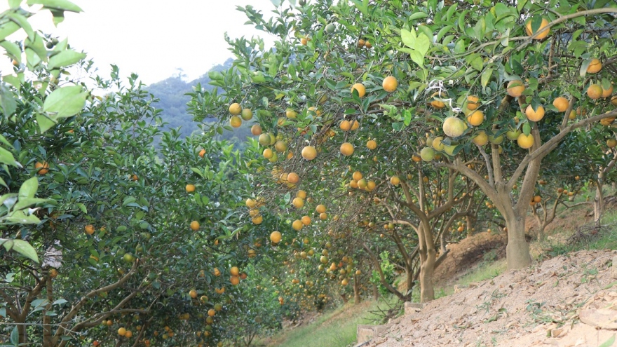 Những “trái vàng” trên đất Phù Hoa