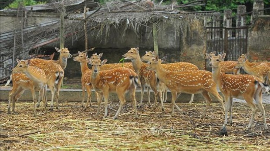 Vietnam moves to conserve critically endangered ungulates
