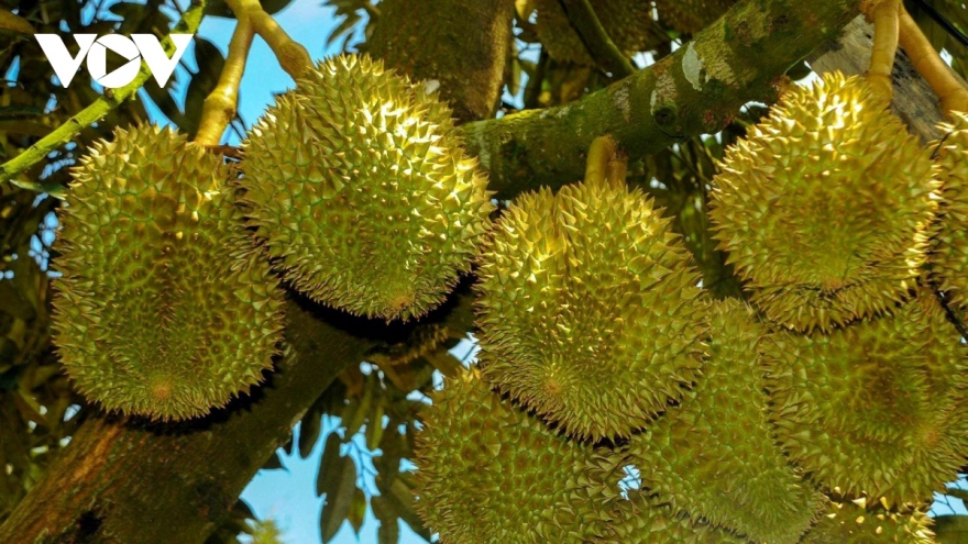 90,000 tonnes of Vietnamese-branded durian to hit shelves in China 