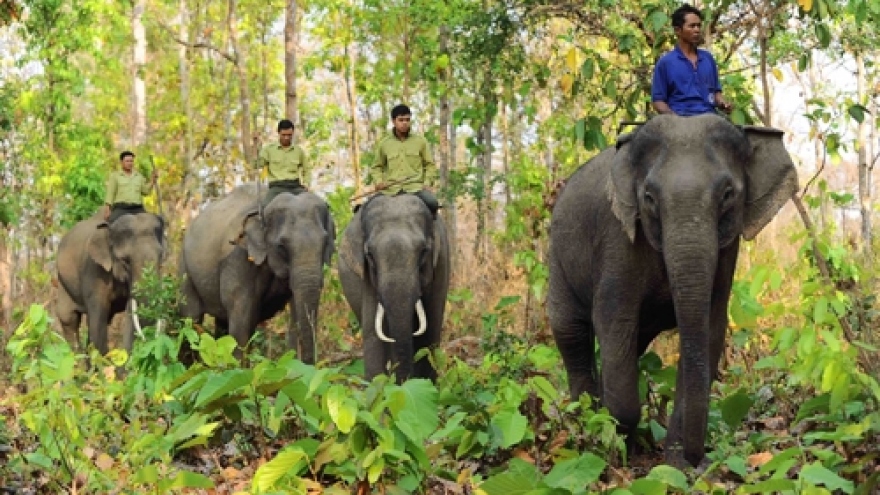 Dak Lak spends more than US$2.2 million to end elephant rides