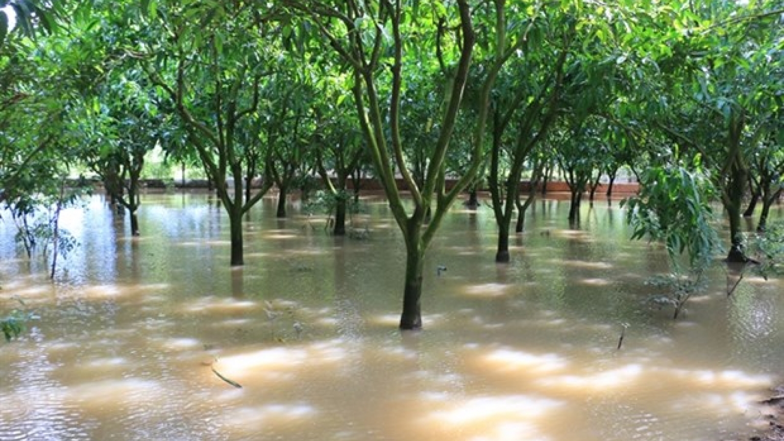 Mekong Delta preparing for more high tides