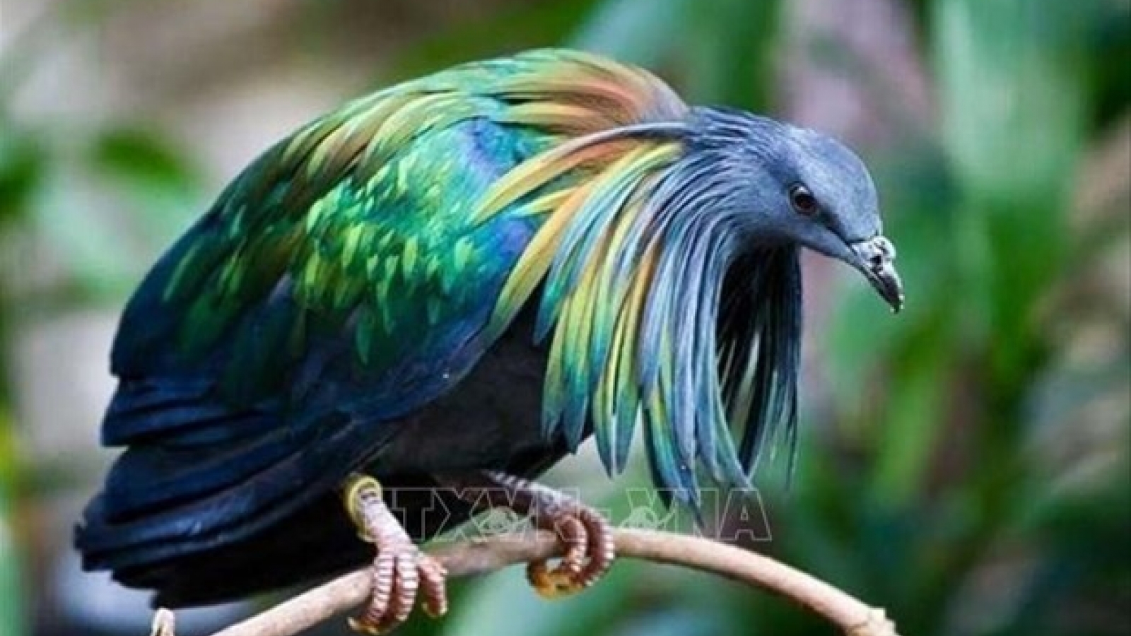 Nicobar pigeons spotted in Con Dao National Park
