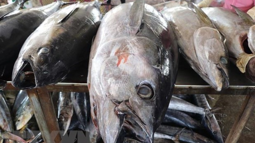 Tuna, squid, octopus export sets new records