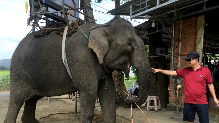 Hơn 55 tỷ đồng nhằm xóa bỏ du lịch cưỡi voi tại Đắk Lắk