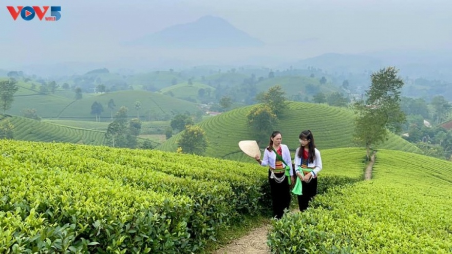 Mysterious landscape of Long Coc tea hill amid seasonal changes