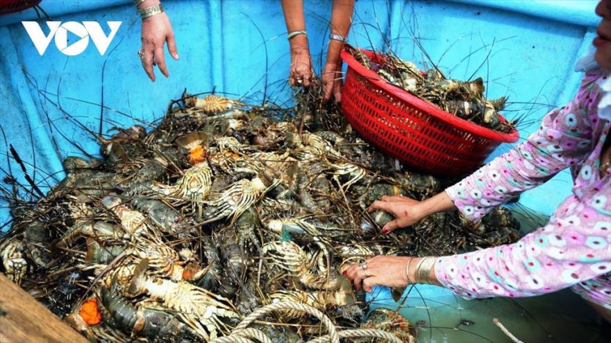 Lobster exports to Chinese market skyrocket