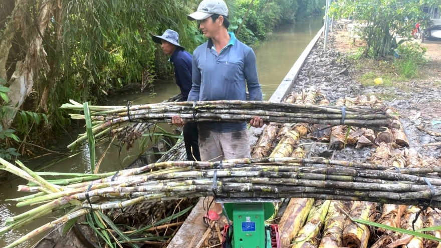 Nhà máy đường nâng giá thu mua, nông dân Hậu Giang vẫn bán mía chục