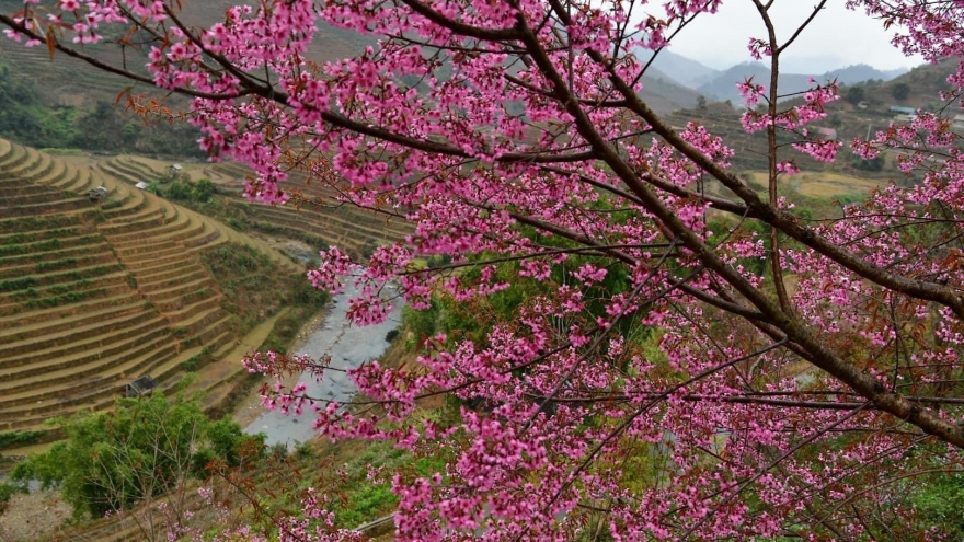 Chiêm ngưỡng sắc hoa tớ dày nhuộm hồng núi rừng Mù Cang Chải