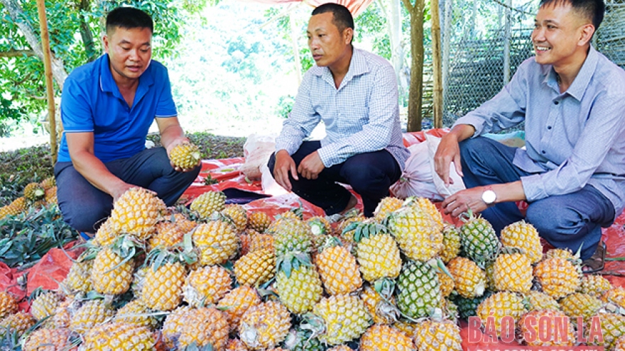 Mùa dứa ngọt