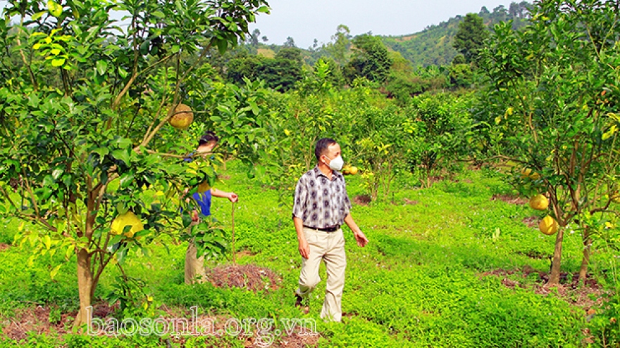 Sản xuất hữu cơ ở Sơn La: Cần những giải pháp đồng bộ