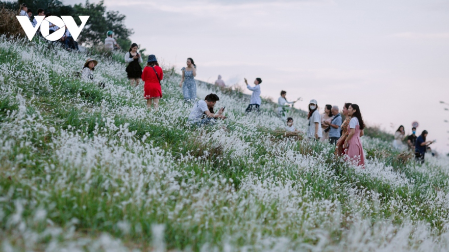 Young people flock to white reed field in Long Bien district for romantic photos