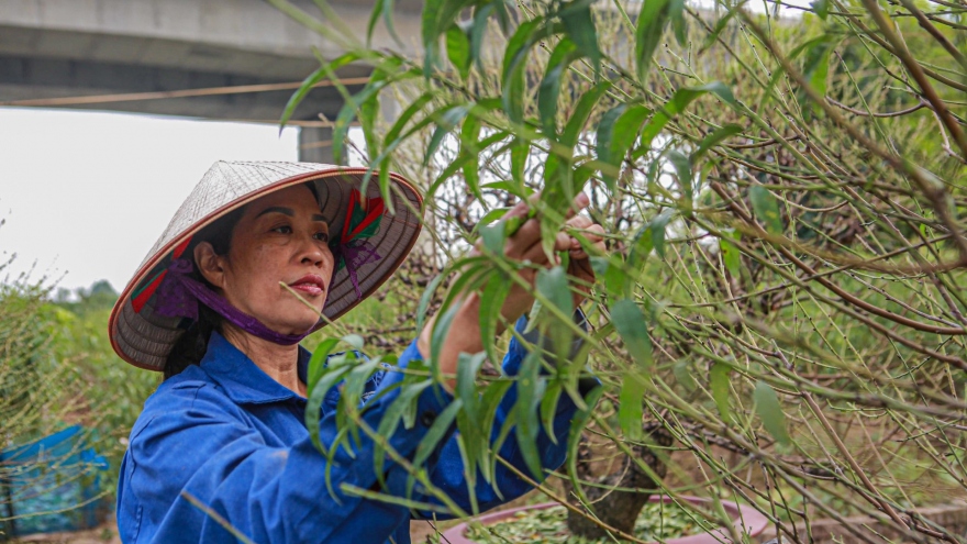 Đào Nhật Tân vào mùa tuốt lá