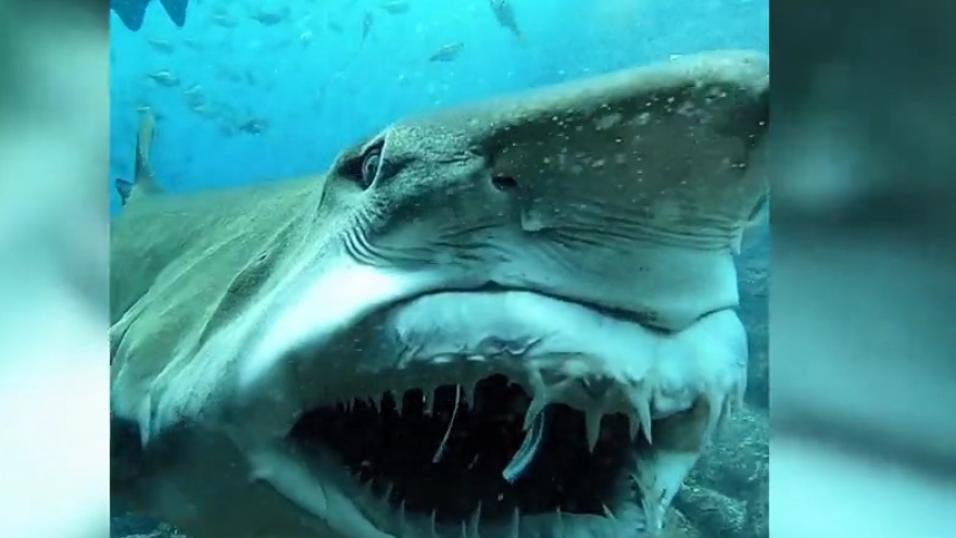 Khoảnh khắc cá mập nhe răng sắc nhọn với thợ lặn có bình khí