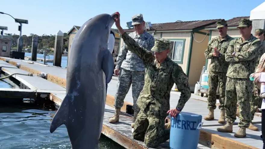 Hé lộ chương trình huấn luyện cá heo và sư tử biển của Hải quân Mỹ