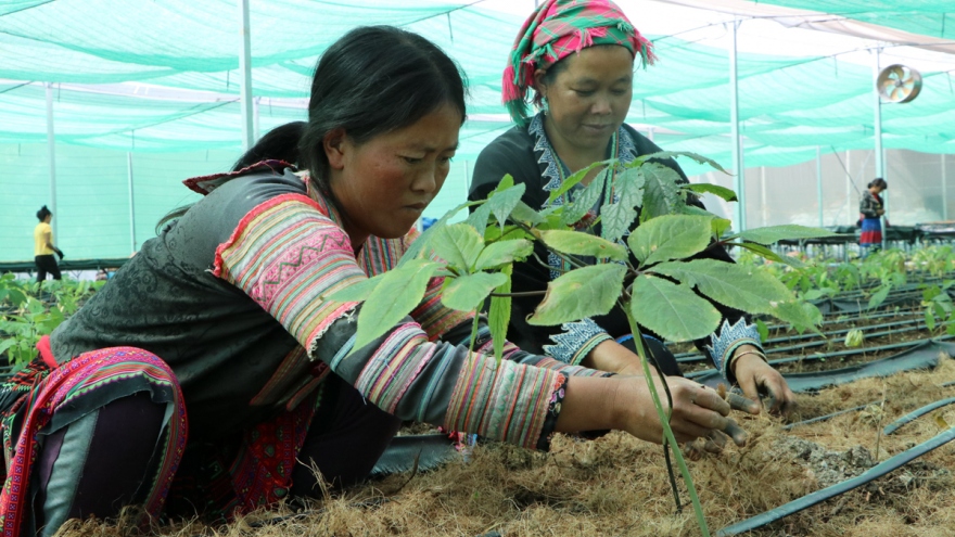 Dược liệu - cây xóa nghèo và làm giàu của người dân vùng cao Sìn Hồ