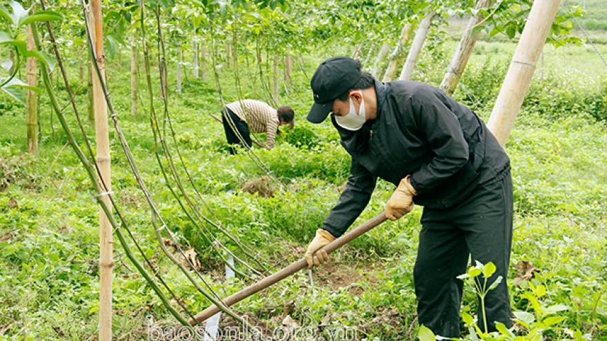 Giải pháp phát triển cây chanh leo bền vững: Tuân thủ kỹ thuật, linh hoạt liên kết