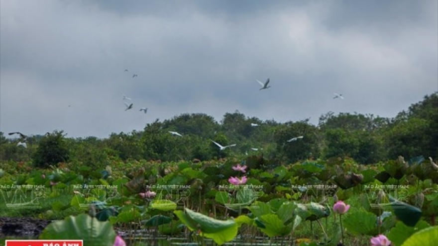 Project aims at increasing forest coverage in Lang Sen Wetland Reserve