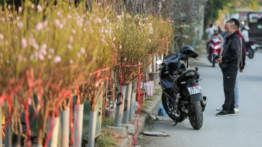 Early peach blossoms amid chilly conditions in Hanoi