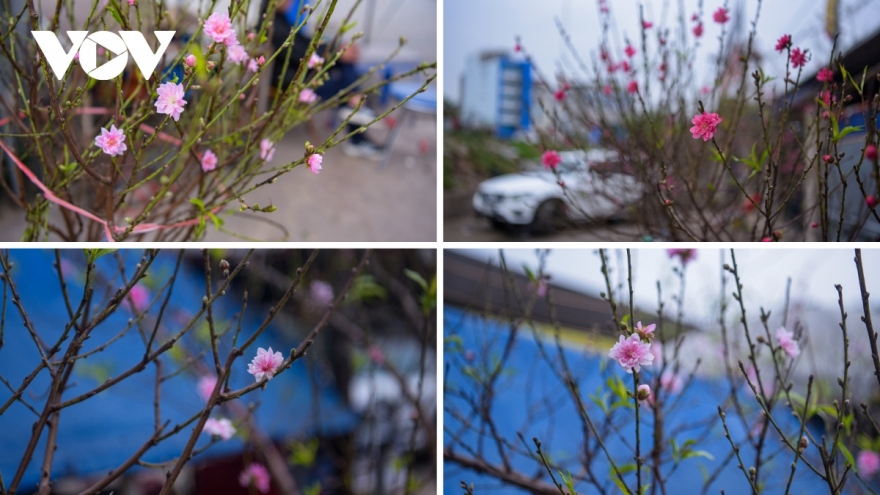 Colourful blossoms signal first sign of Tet in Hanoi