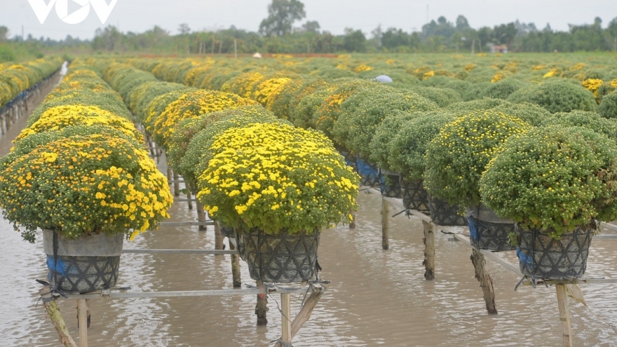 Sa Dec Flower Village rushes to prepare for Lunar New Year