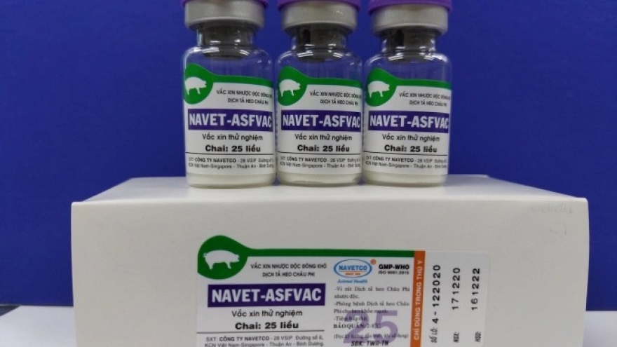 African swine fever vaccine to be circulated nationwide from February