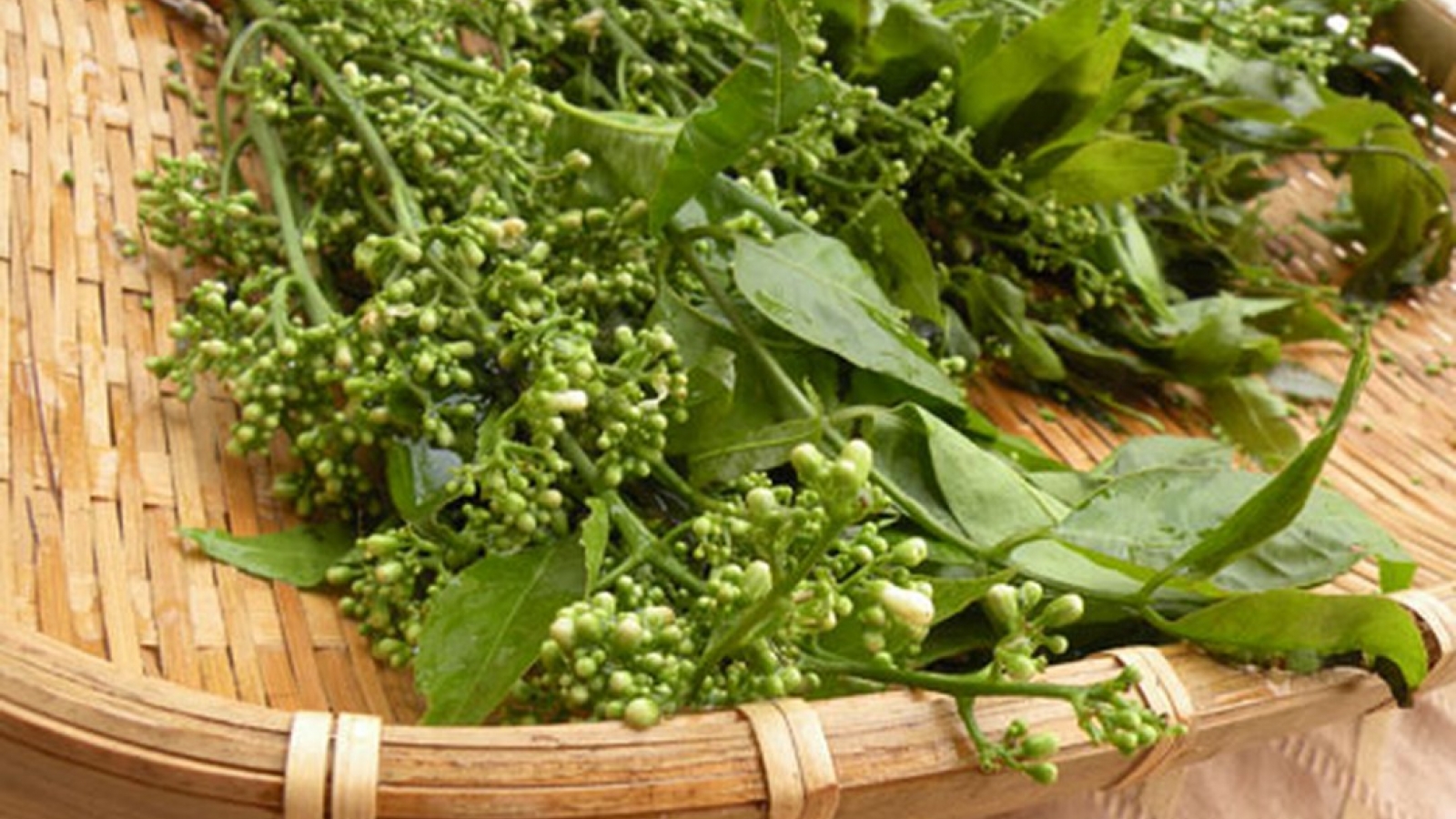 Loại rau trước chỉ người nghèo ăn nay thành đặc sản giá 150.000 đồng/kg