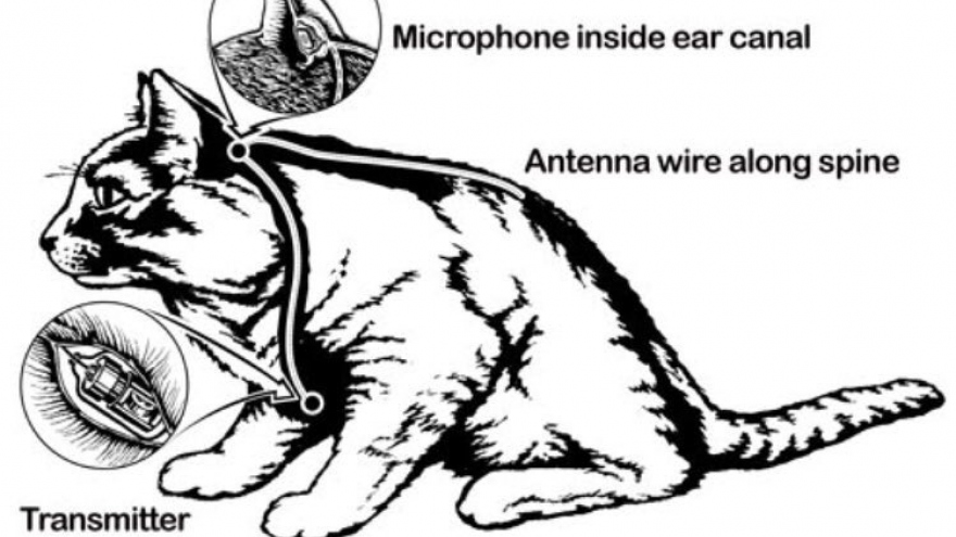 CIA từng cố gắng huấn luyện mèo thành điệp viên như thế nào?