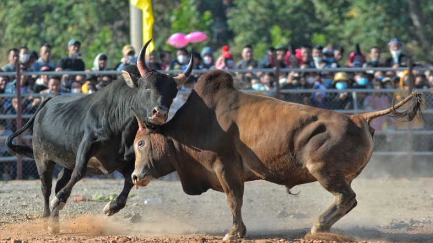 Mãn nhãn Hội chọi bò đầu xuân ở Điện Biên Đông