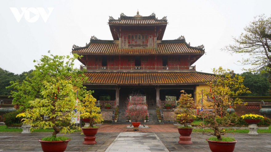 Yellow apricot blossoms signal Tet arrival in former Hue imperial city