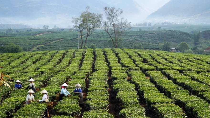 Hướng sản xuất nông nghiệp xanh, sạch, bền vững ở thành phố miền núi