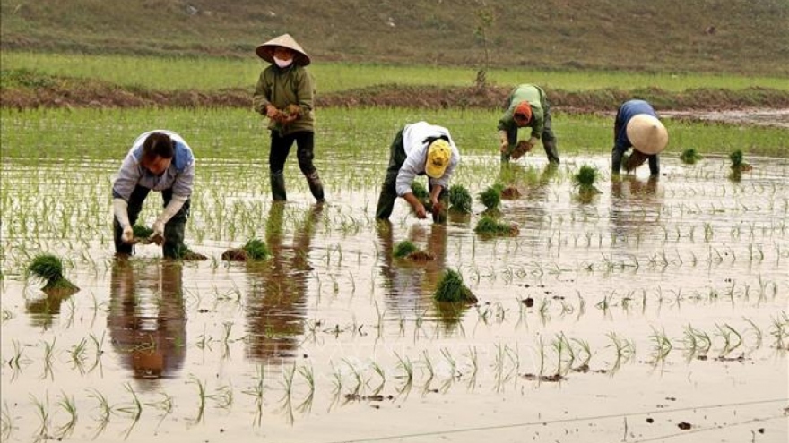 Lấy nước đợt 2 cho gieo cấy vụ Đông Xuân ở Trung du và Đồng bằng Bắc Bộ