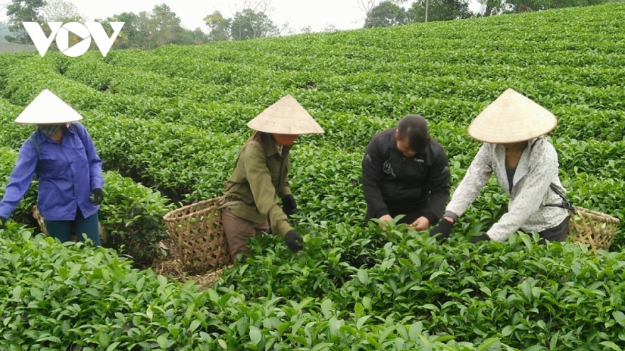 Tea exports record double-digit growth in 2022