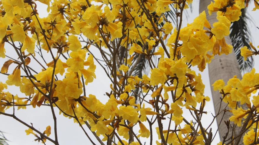 Ngẩn ngơ trước vẻ đẹp của mùa hoa tháng 2 ở Hà Nội 
