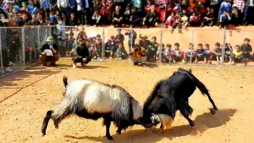 Unique goat fighting festival gets underway in Dien Bien province