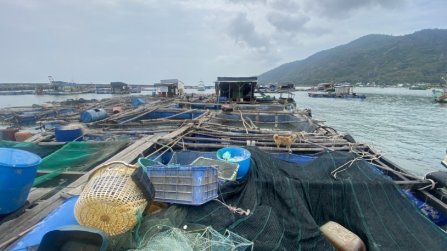Cá nuôi bè ở Kiên Giang bị chết là do con giống không đảm bảo chất lượng 