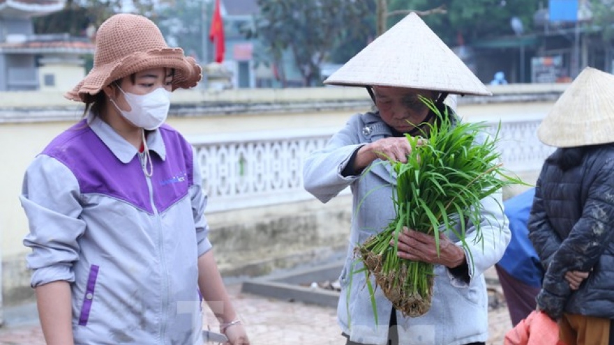 Phiên chợ bán lúa non hiếm có chỉ họp ít ngày rồi tự tan