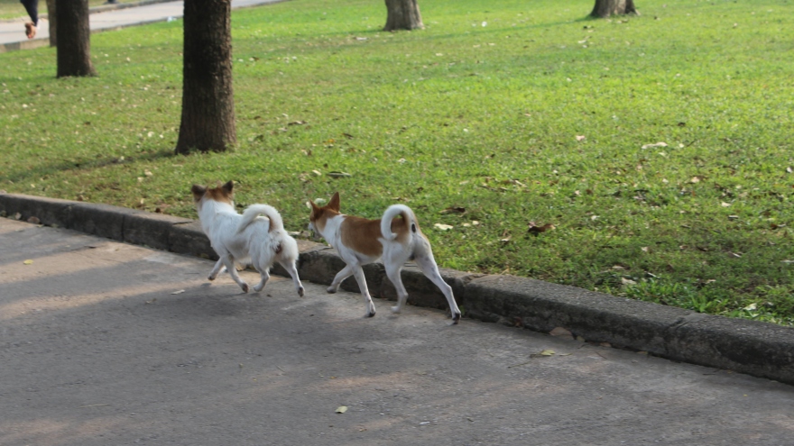 Chó thả rông vẫn nhan nhản trong công viên, nguy hiểm rình rập người dân