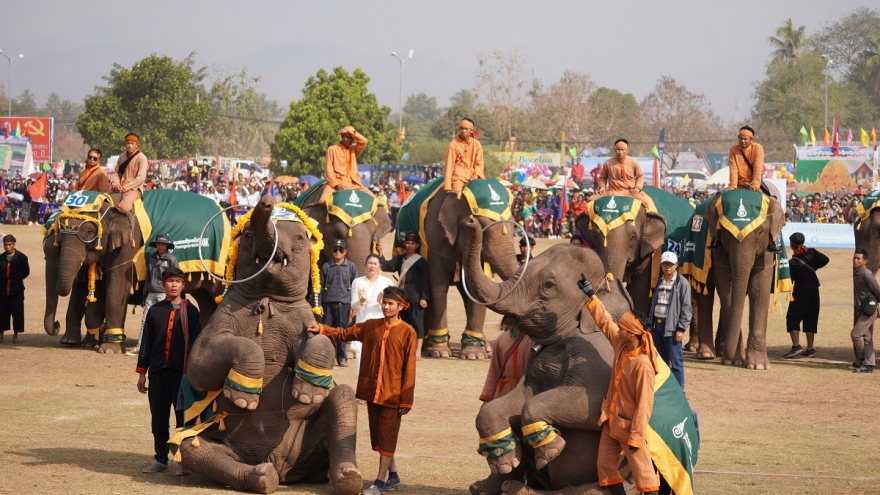 Độc đáo lễ hội Voi lớn nhất của Lào