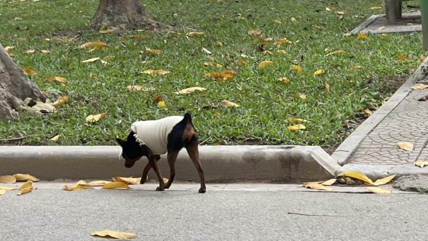 Chó thả rông không rọ mõm “nghênh ngang” khắp công viên Thống Nhất
