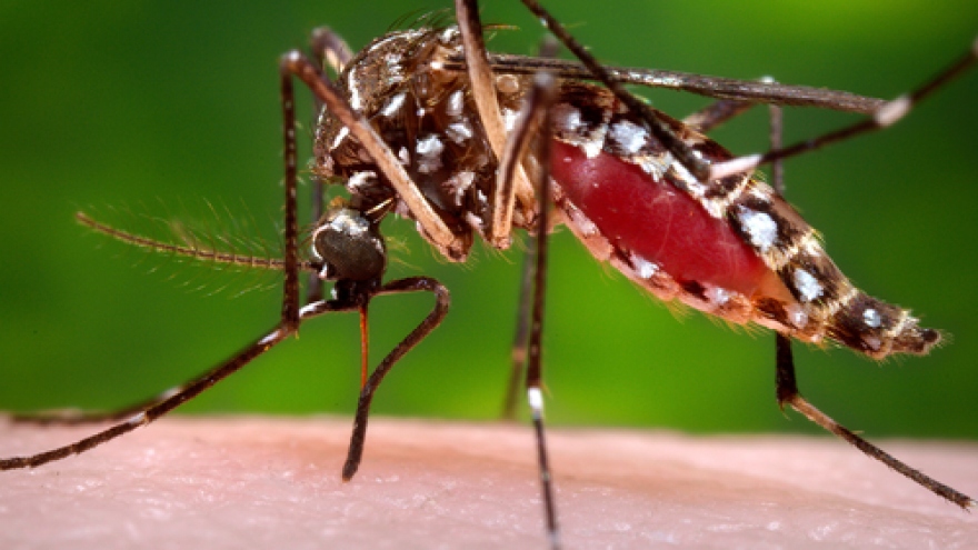 Singapore báo động đợt bùng phát dịch sốt xuất huyết mới