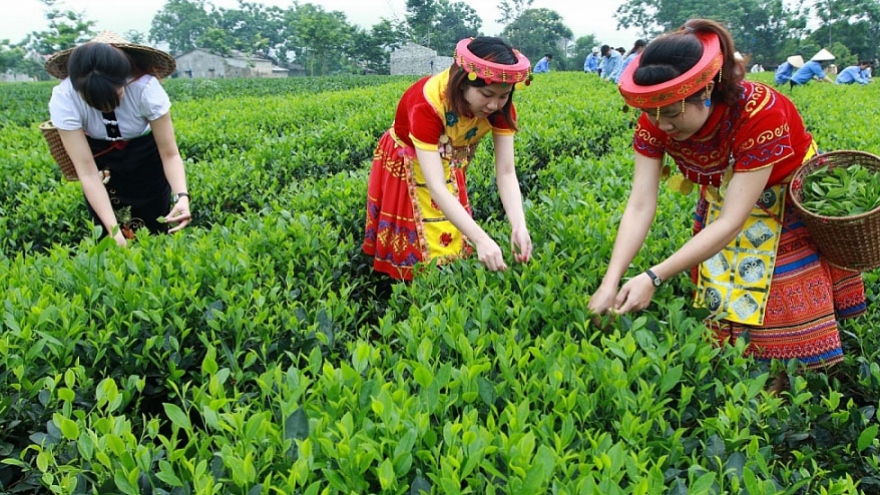 US aims to increase tea imports from Vietnamese market