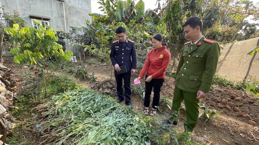 Phát hiện vườn thuốc phiện sắp thu hoạch tại một nhà dân